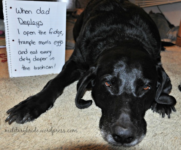 Dog Shaming at it's finest